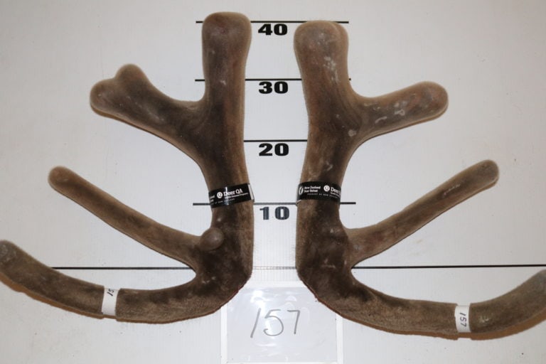 Lot 25 - 2 Year